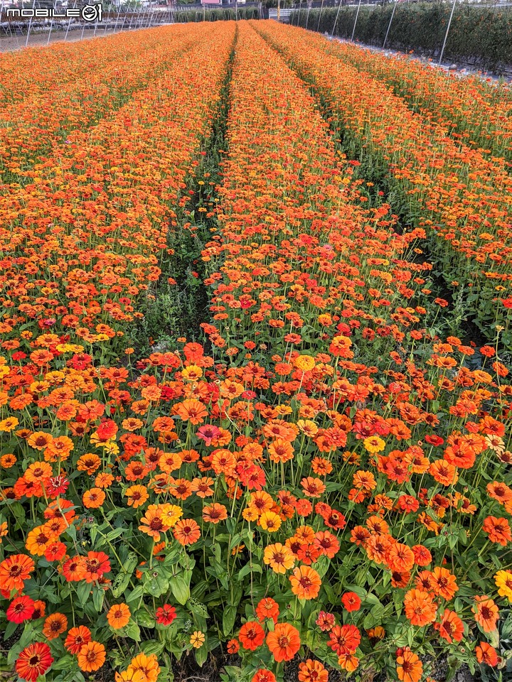 百日菊花海 高雄市杉林區181縣道 02/15