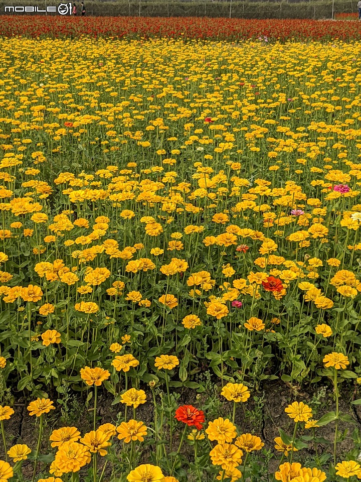 百日菊花海 高雄市杉林區181縣道 02/15
