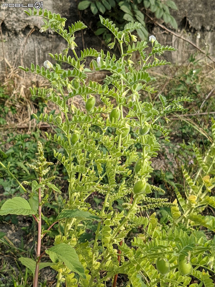 百日菊花海 高雄市杉林區181縣道 02/15
