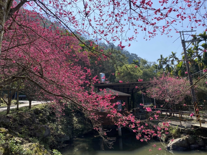 滿開🌸三峽賞櫻花