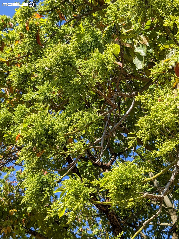 茄苳 台南市安平區湖濱水鳥公園 02/11
