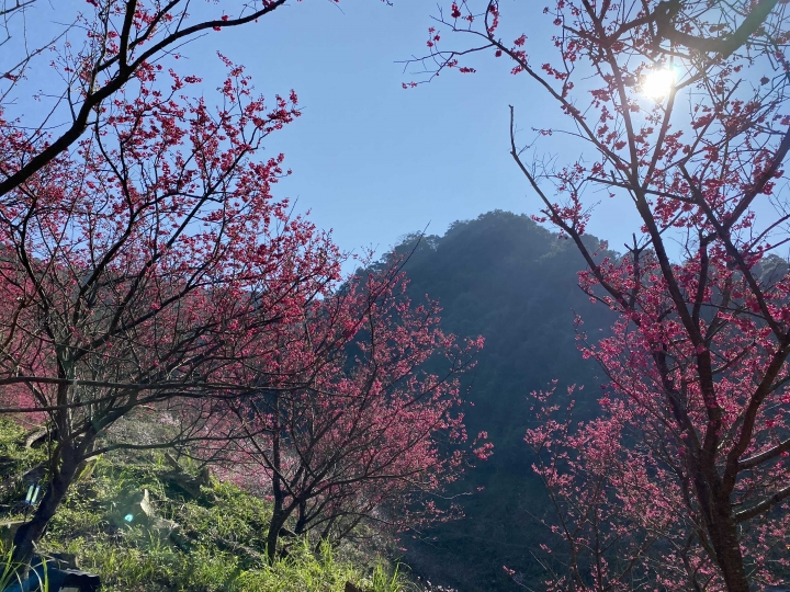 滿開🌸三峽賞櫻花