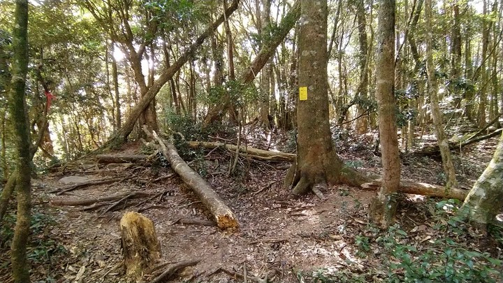 [樂山童盟] [台中和平] 谷關七雄-屋我尾山(大雪山林道登山口31.2K)