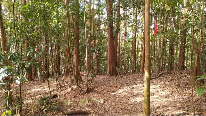 [樂山童盟] [台中和平] 谷關七雄-屋我尾山(大雪山林道登山口31.2K)