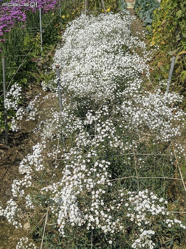 星辰花+重瓣麻葉繡球花 嘉義市西區頭港里 02/06