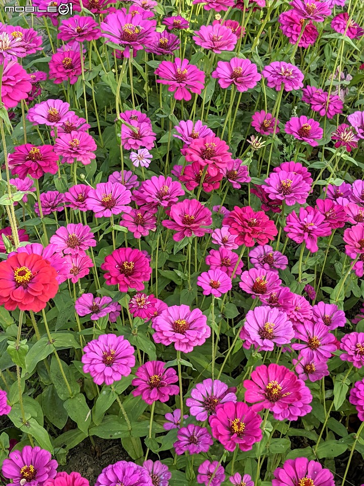 百日菊花海 高雄市杉林區181縣道 02/15