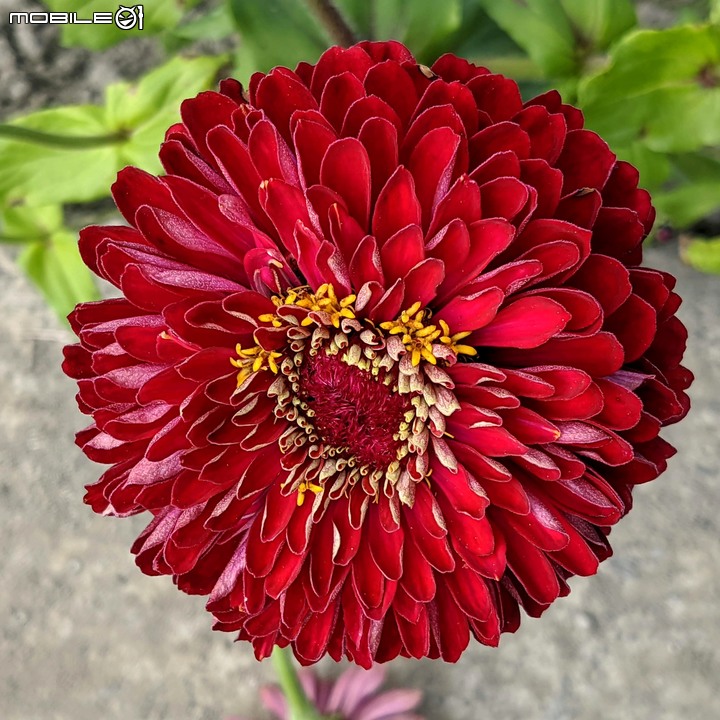 百日菊花海 高雄市杉林區181縣道 02/15