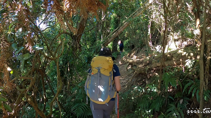 賞楓聖地・馬那邦山Y字連走細道邦山