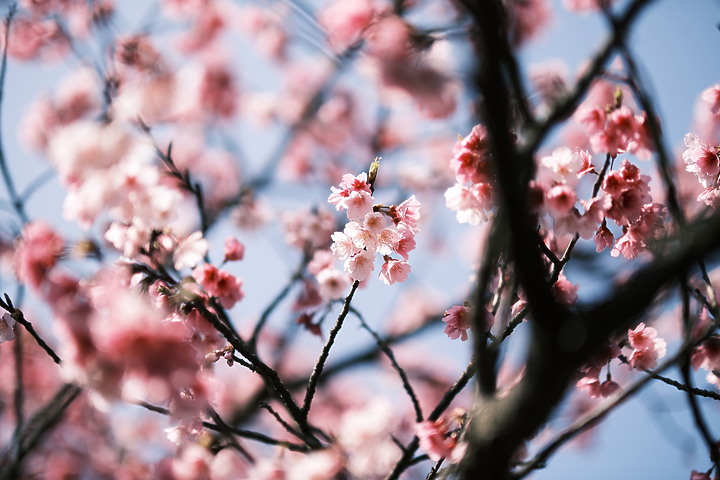 Fujifilm XF 50mm f/1.0 R WR 評測報告|富士「夜神」果然名不虛傳!
