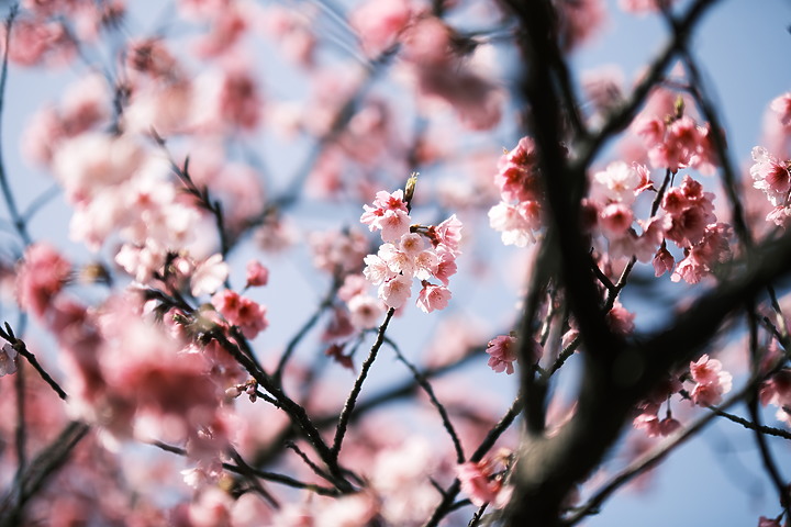 Fujifilm XF 50mm f/1.0 R WR 評測報告｜富士「夜神」果然名不虛傳！