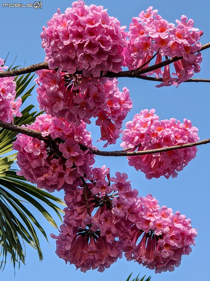 洋紅風鈴木 台南市東區林森路二段 01/31