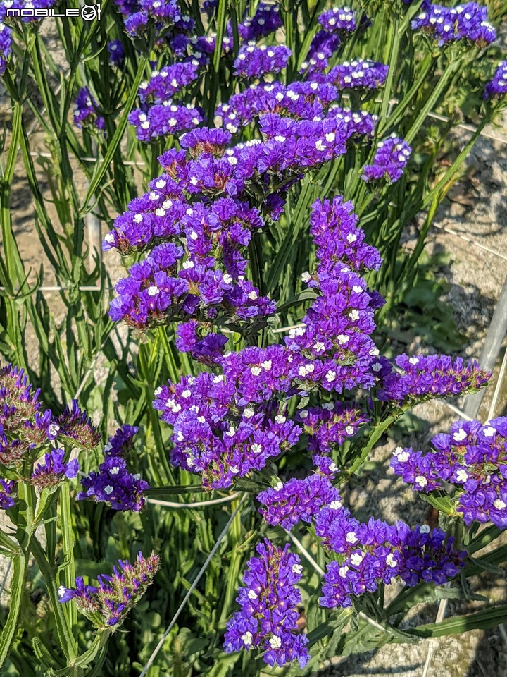 星辰花+重瓣麻葉繡球花 嘉義市西區頭港里 02/06