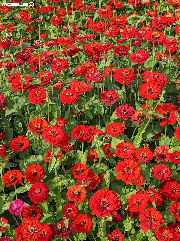 百日菊花海 高雄市杉林區181縣道 02/15