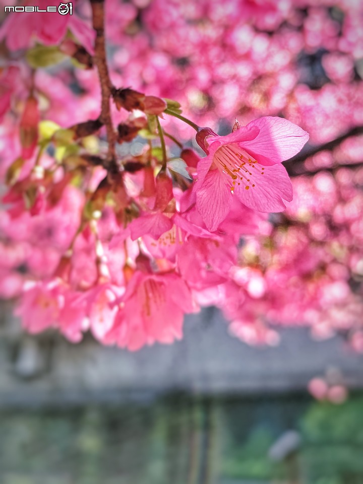 點我看大圖 【ROG3】新年 櫻之呼吸