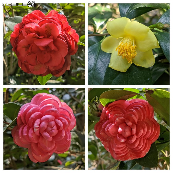 鬱金香... 台南市柳營區南元花園休閒農場 02/20