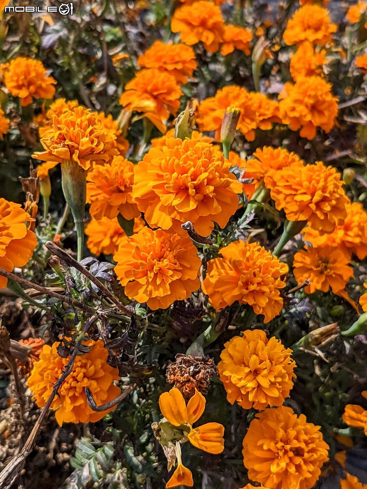 炮仗花 嘉義縣新港鄉縣道157 02/06