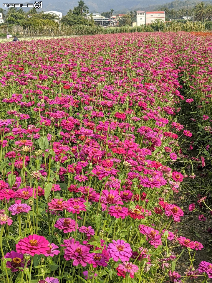 百日菊花海 高雄市杉林區181縣道 02/15