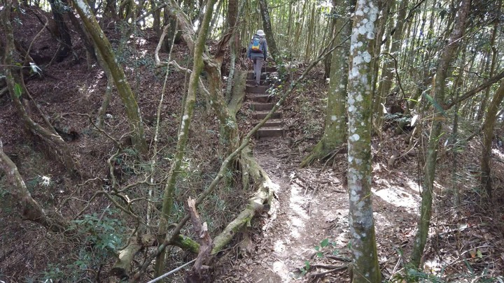[樂山童盟] [台中和平] 谷關七雄-屋我尾山(大雪山林道登山口31.2K)