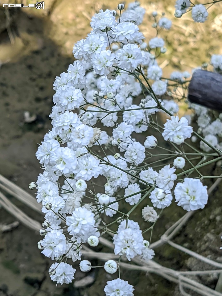 星辰花+重瓣麻葉繡球花 嘉義市西區頭港里 02/06