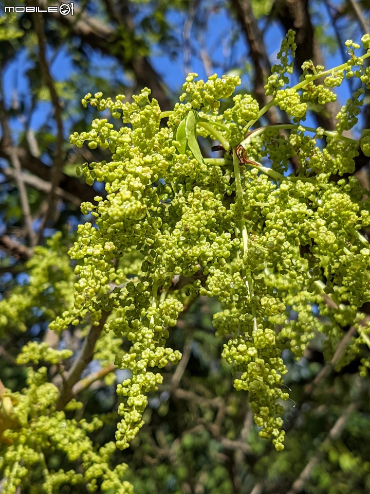 茄苳 台南市安平區湖濱水鳥公園 02/11