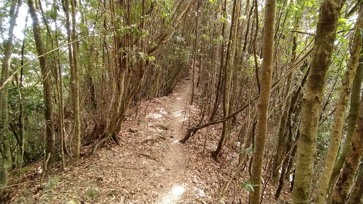 [樂山童盟] [台中和平] 谷關七雄-屋我尾山(大雪山林道登山口31.2K)