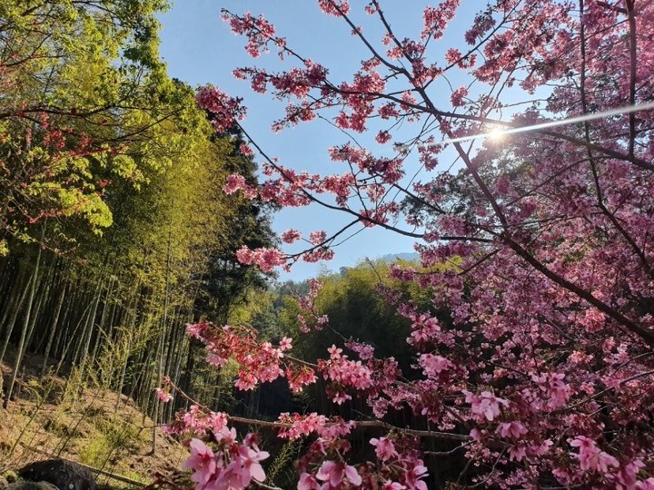 2公里櫻花海～草嶺櫻花季