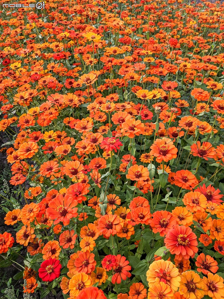 百日菊花海 高雄市杉林區181縣道 02/15