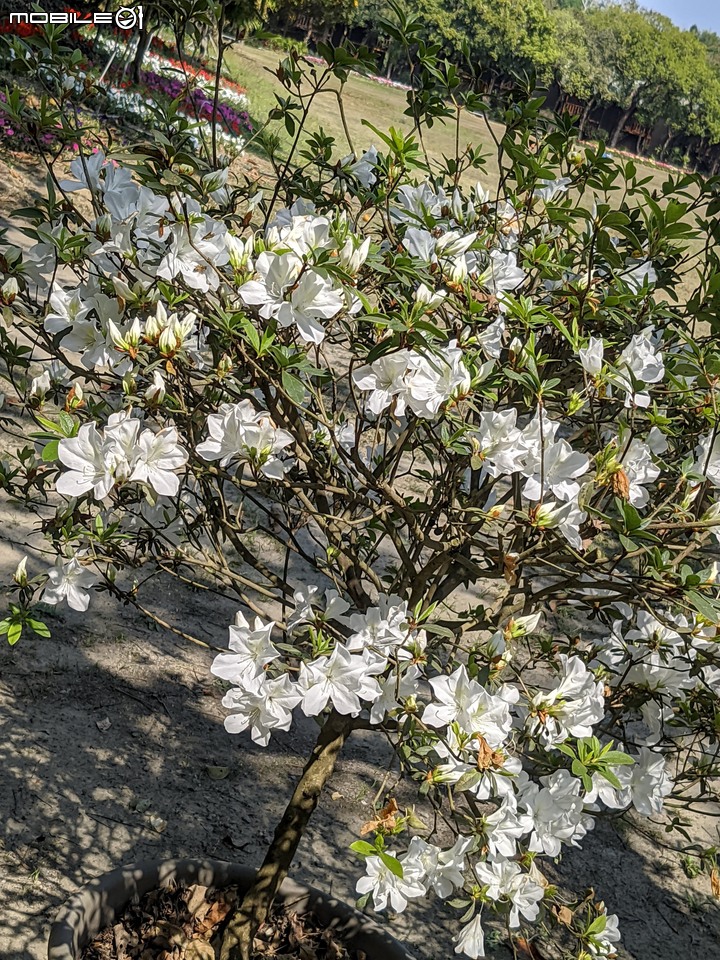 鬱金香... 台南市柳營區南元花園休閒農場 02/20