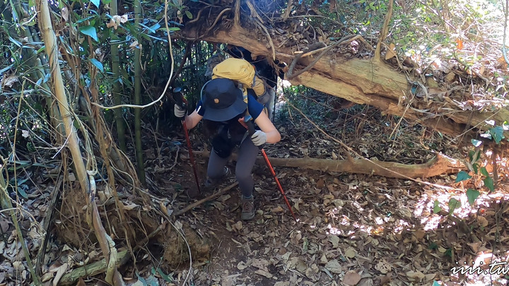 賞楓聖地・馬那邦山Y字連走細道邦山