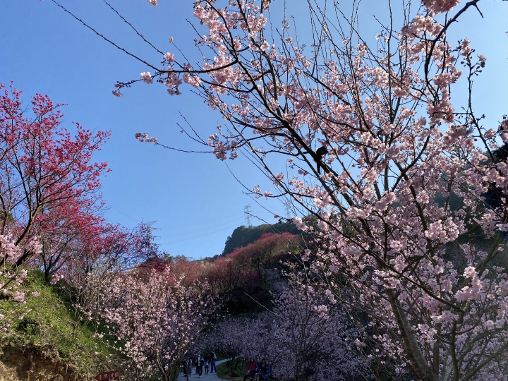 滿開🌸三峽賞櫻花