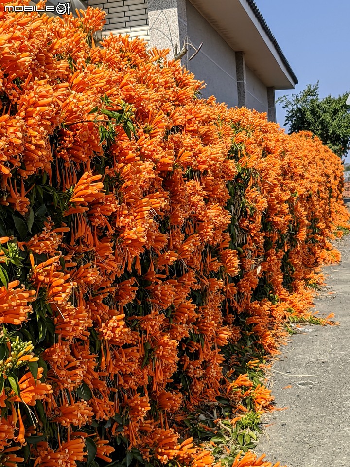 炮仗花 嘉義縣新港鄉縣道157 02/06