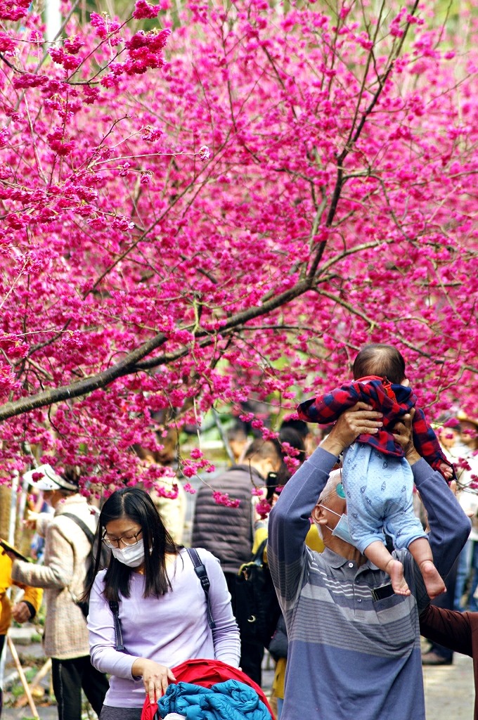 賞櫻花