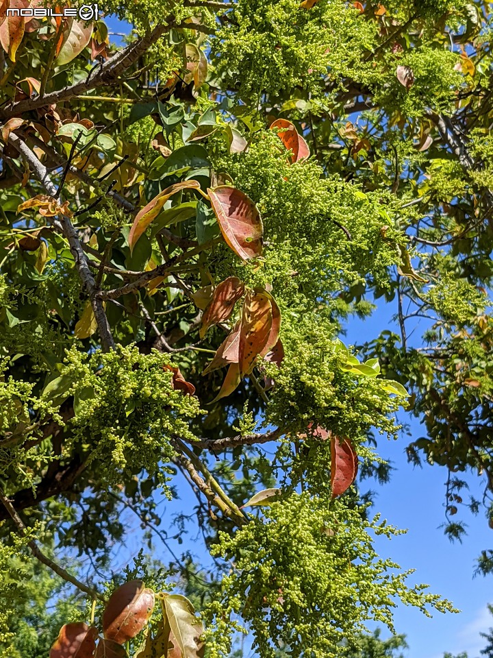 茄苳 台南市安平區湖濱水鳥公園 02/11