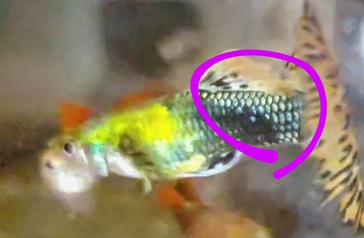 請問圖片中的觀賞魚是否已得白點病
