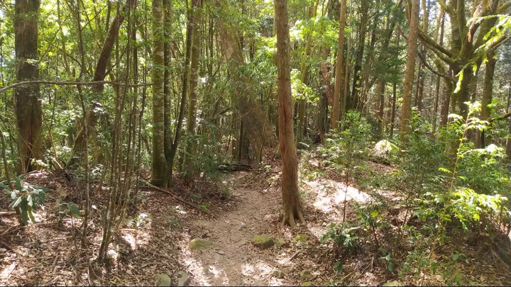 [樂山童盟] [台中和平] 谷關七雄-屋我尾山(大雪山林道登山口31.2K)