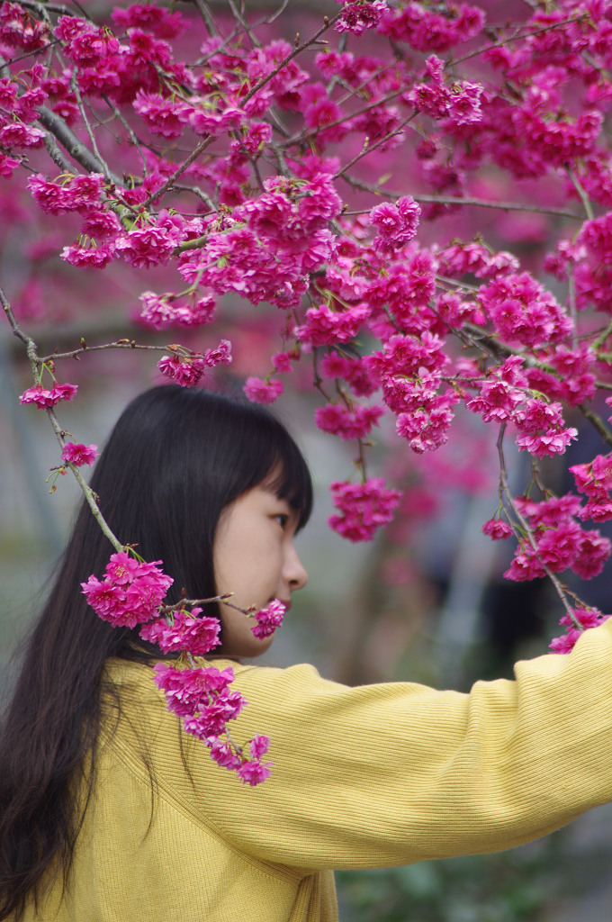 賞櫻花