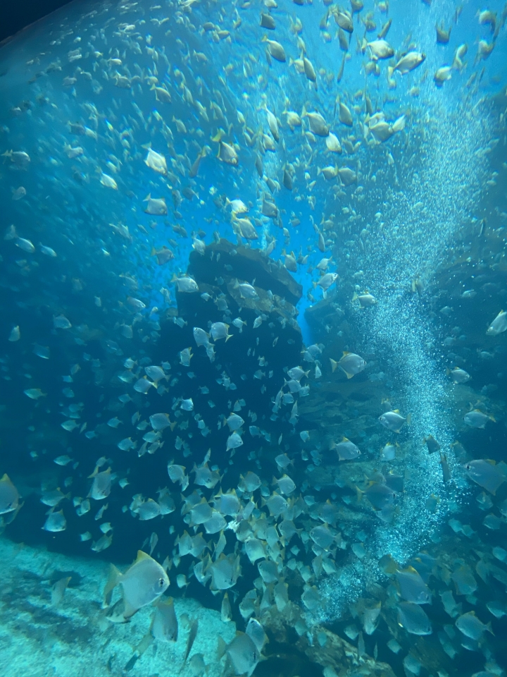 桃園Xpark水族館～附探索之謎參考解答～海豹，企鵝，鯊魚～