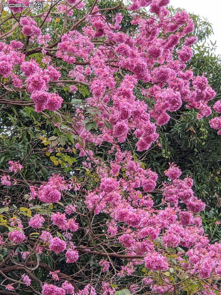 紅花風鈴木 台南市南區水交社文化園區 02/11