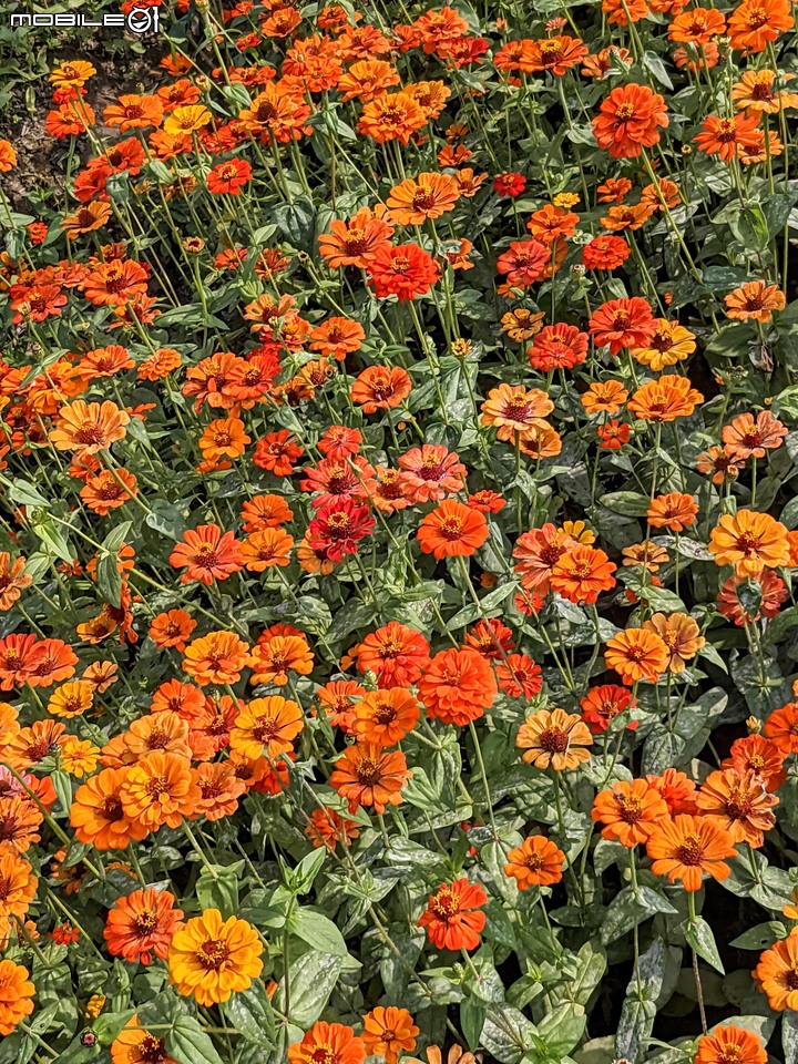 百日菊花海 高雄市杉林區181縣道 02/15