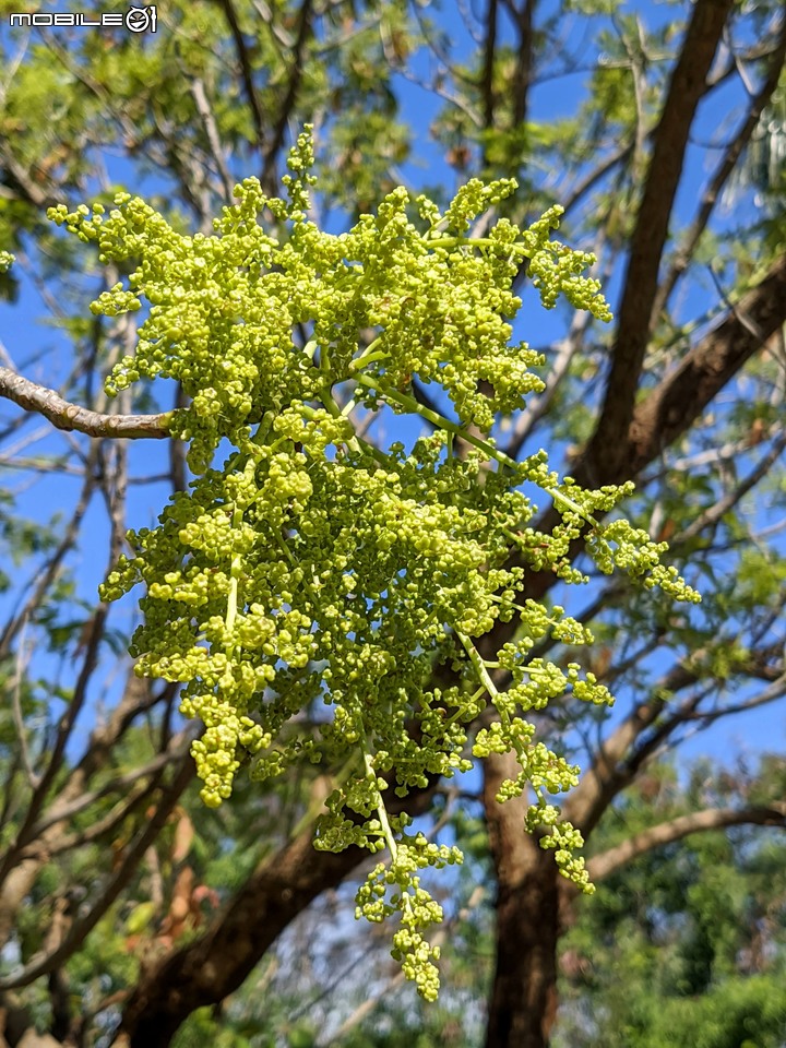 茄苳 台南市安平區湖濱水鳥公園 02/11