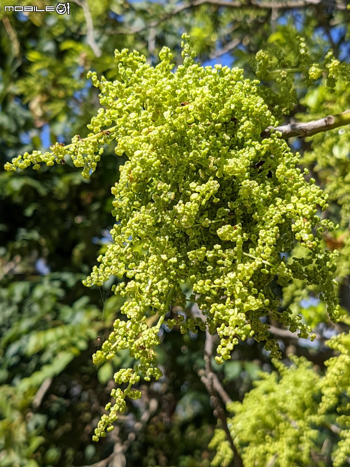 茄苳 台南市安平區湖濱水鳥公園 02/11