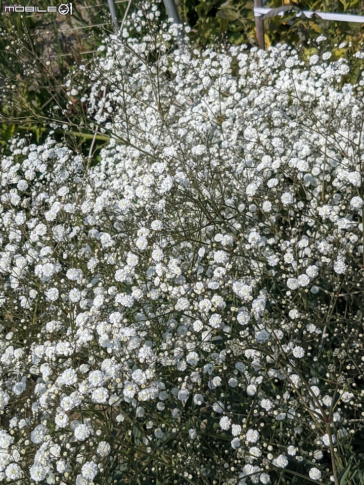 星辰花+重瓣麻葉繡球花 嘉義市西區頭港里 02/06