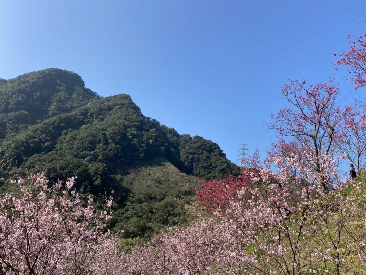 滿開🌸三峽賞櫻花
