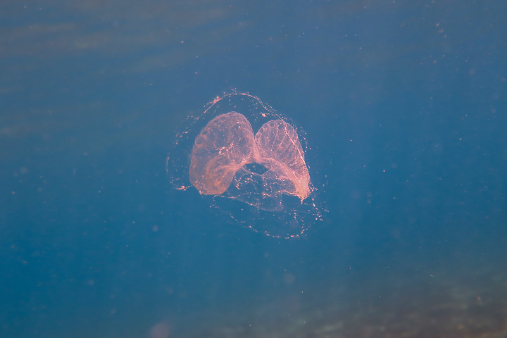 【水下影像】初五開工?就從水下開始吧!