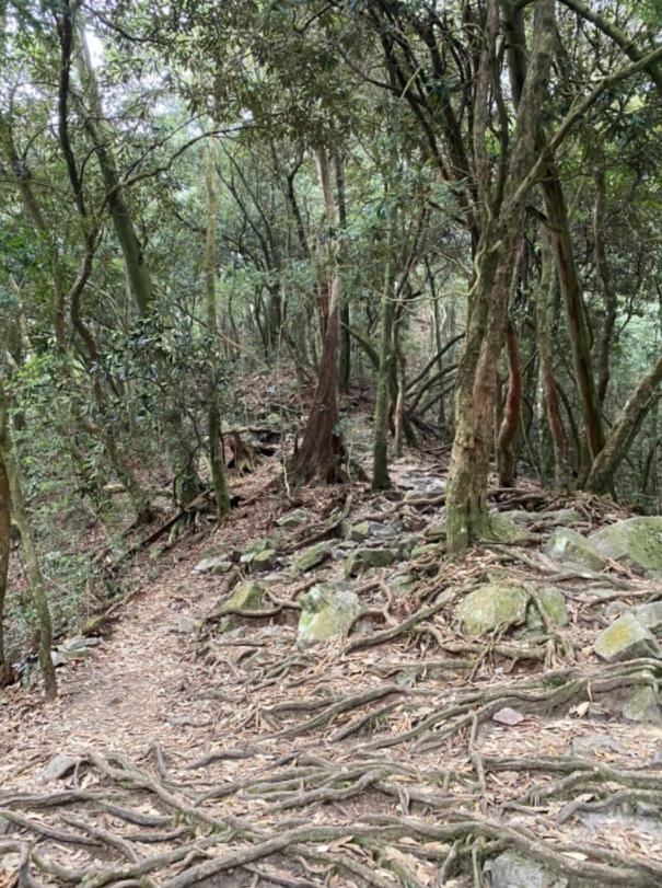 台中和平|鳶嘴山.垂直山壁攀爬拉繩,險峻危崖挑戰膽識與體能