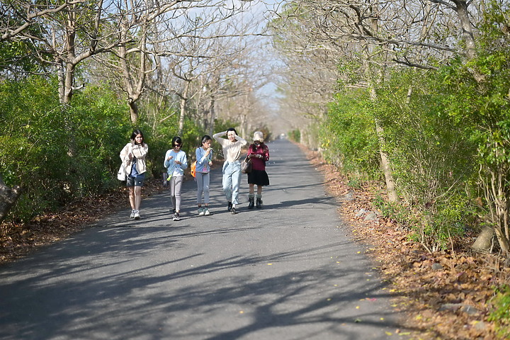 新埤鄉獅頭社區大葉欖仁綠色隧道，和來義鄉南和村連莊景觀餐廳。
