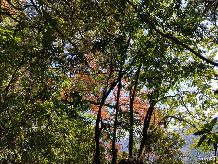 賞楓聖地・馬那邦山Y字連走細道邦山