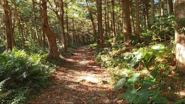 [樂山童盟] [新竹尖石] 水田林道全線-鴛鴦谷瀑布群步道