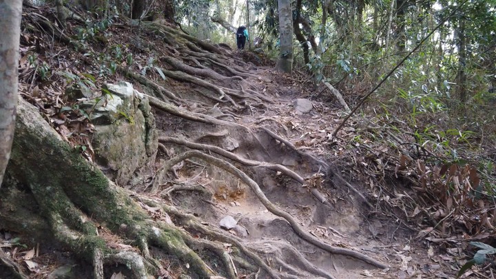 [樂山童盟] [台中和平] 谷關七雄-屋我尾山(大雪山林道登山口31.2K)