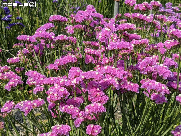 星辰花+重瓣麻葉繡球花 嘉義市西區頭港里 02/06